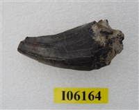 藏品(老虎牙前端)的圖片